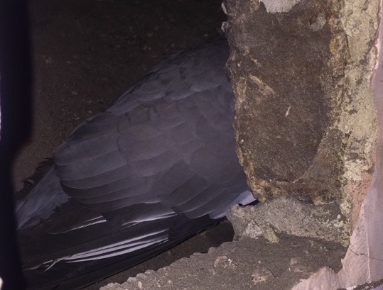 The pigeon chillaxing in the chimney.